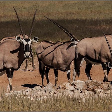 Oranjemund Oryx Guesthouse מראה חיצוני תמונה