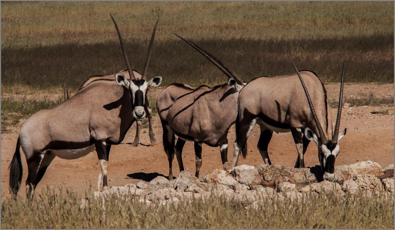 Oranjemund Oryx Guesthouse מראה חיצוני תמונה